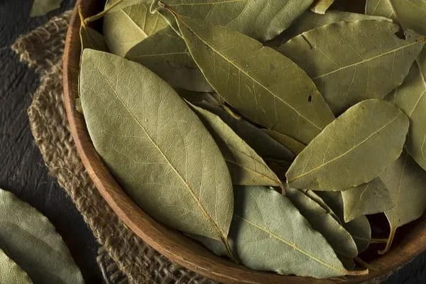 Bay Leaf exporters india